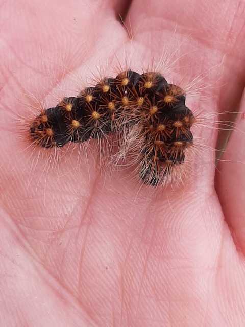 Acronicta auricoma - aranyos szigonyosbagoly