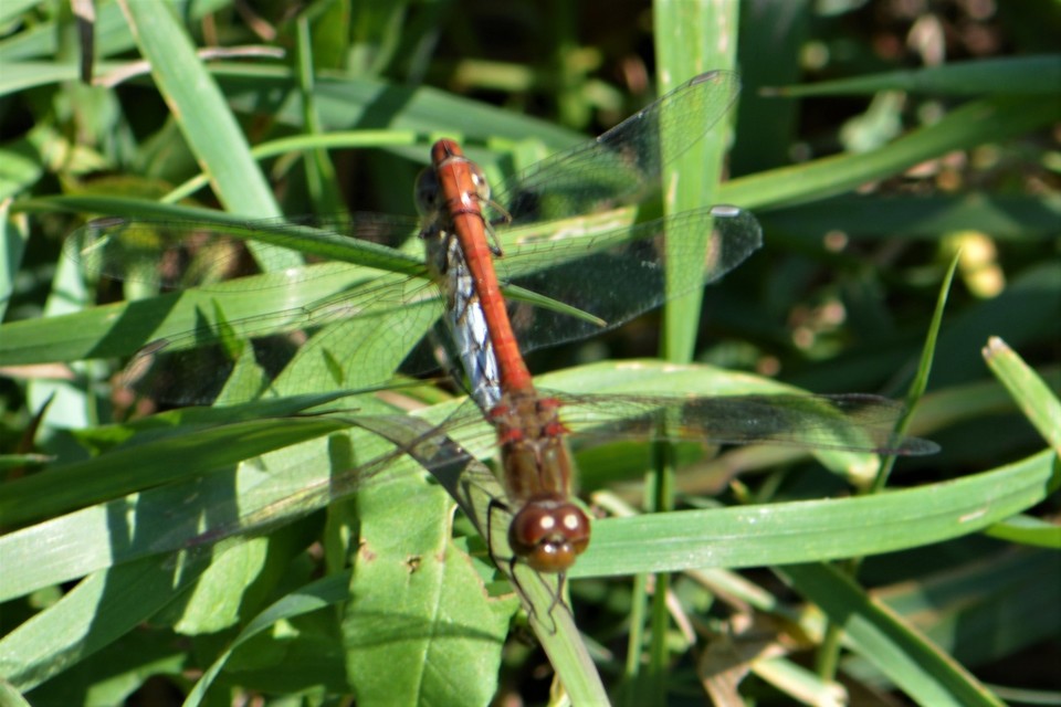 Sympetrum striolatum/vulgatum