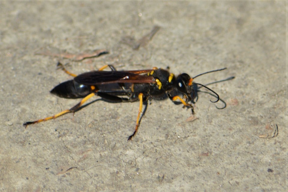 Sceliphron caementarium - feketenyelű lopódarázs