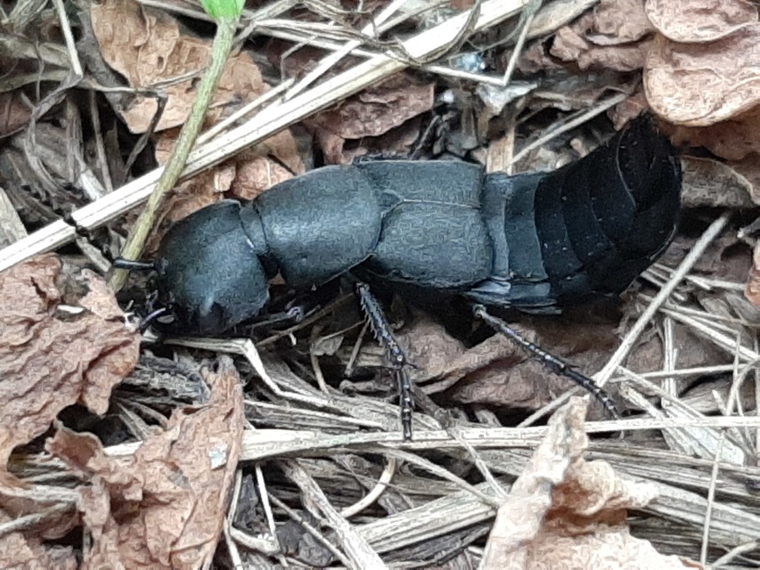 Ocypus ophthalmicus - kék holyva