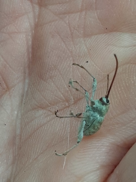 Curculio elephas - gesztenyezsuzsóka