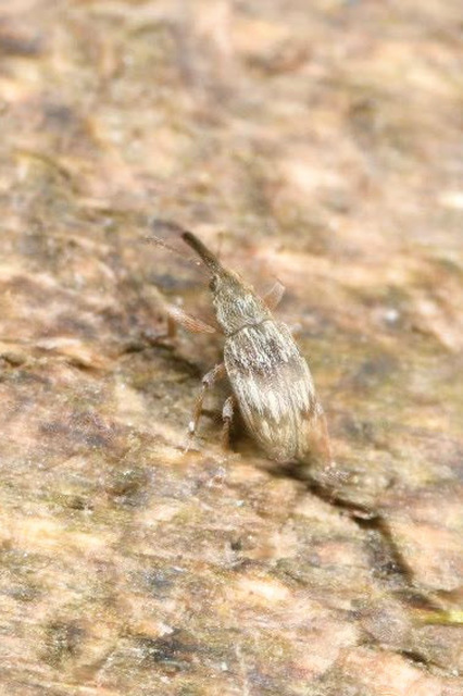 Taeniapion urticarium - csalán-cickányormányos