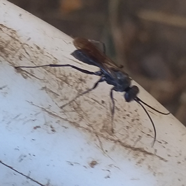 Pompilidae - útonállódarazsak
