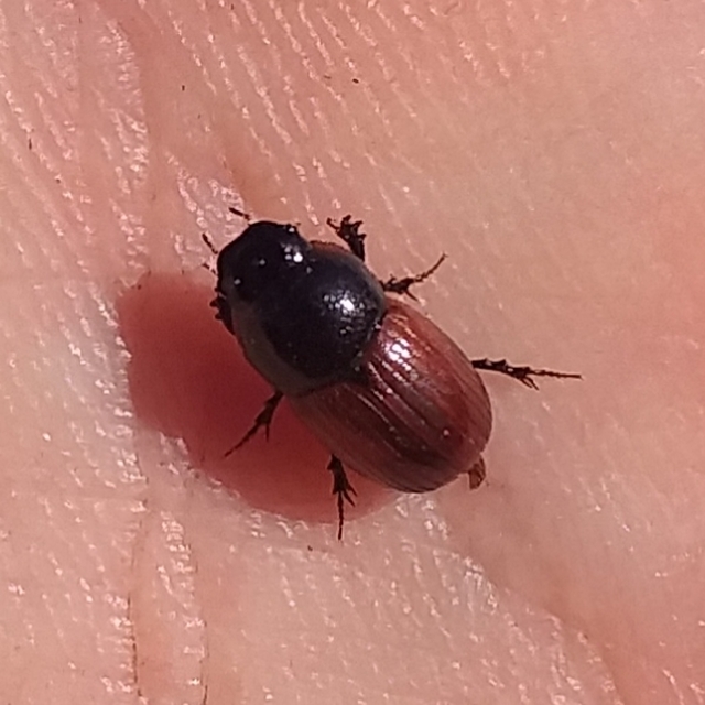 Aphodius fimetarius - feketehasú trágyabogár