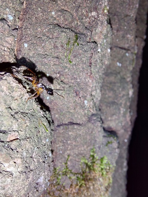 Camponotus tergestinus - sárgalábú lóhangya