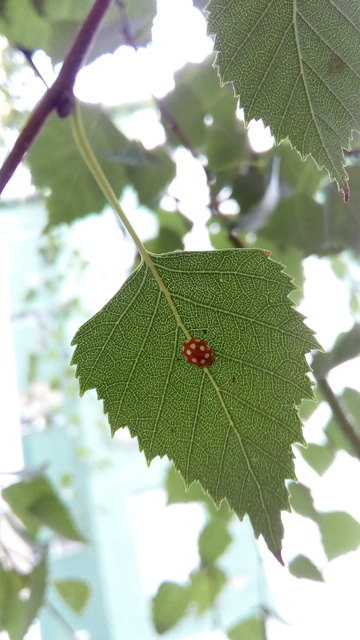 Vibidia duodecimguttata - tizenkétcseppes füsskata