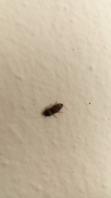 Drasterius bimaculatus - változékony pattanó