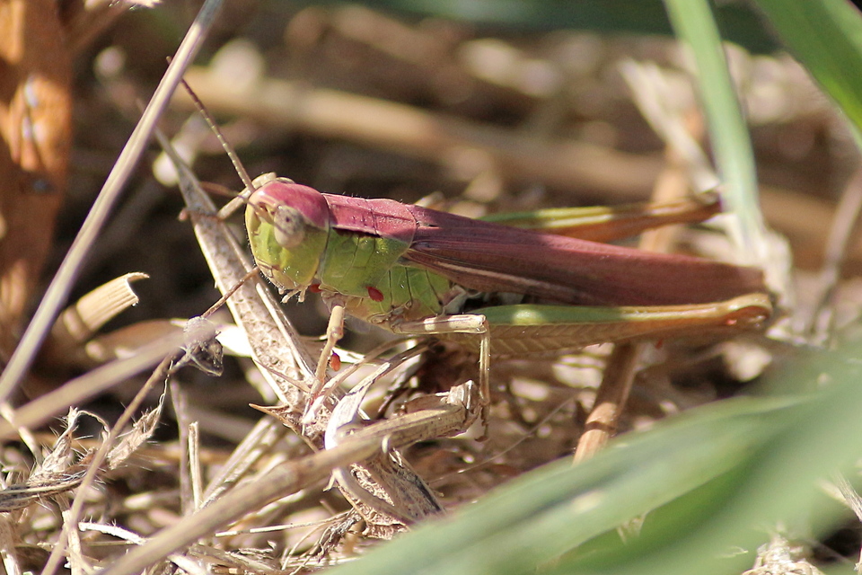 Chorthippus (Chorthippus) (subgenus)