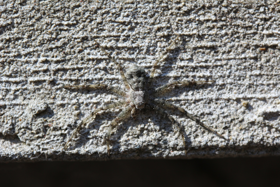 Philodromus poecilus - cifra karolópók