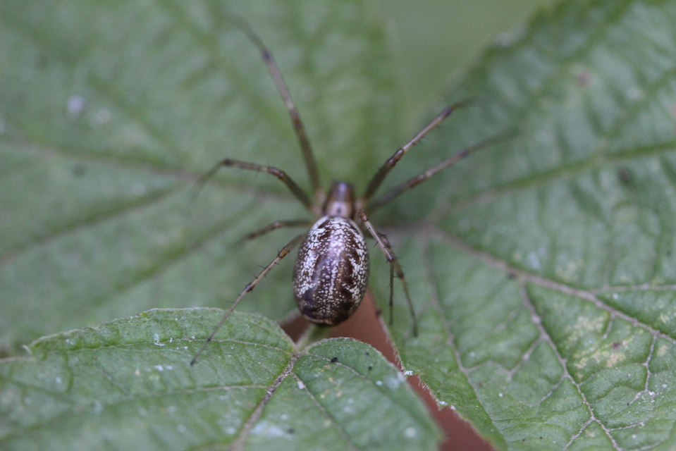 Linyphia triangularis - háromszöges vitorláspók