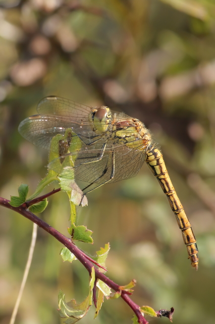 Sympetrum vulgatum - barkós katona-szitakötő