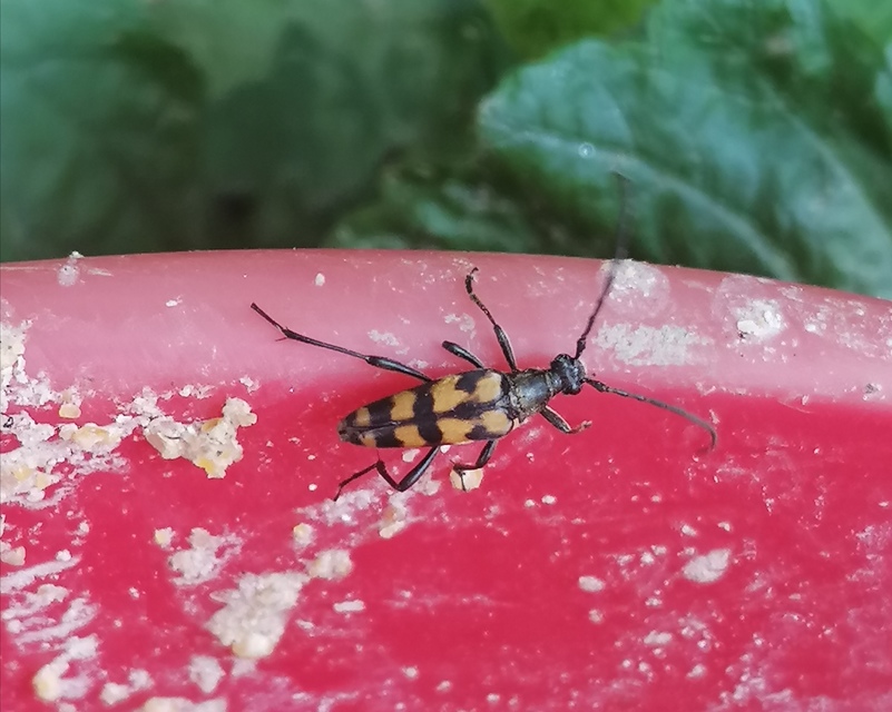 Leptura quadrifasciata - feketeszőrű szalagoscincér