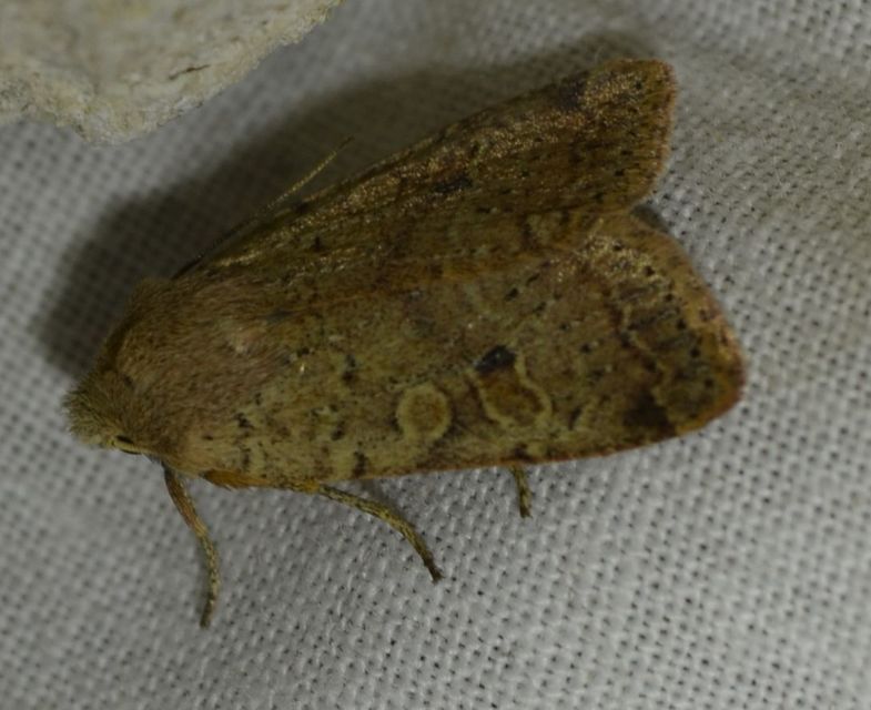Propenistra laevis - könnyű őszibagoly