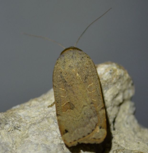 Noctua orbona - foltos sárgafűbagoly