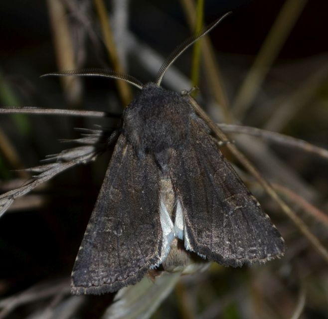 Aporophyla lutulenta - sziki őszibagoly