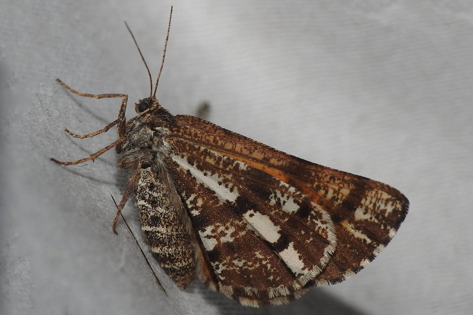 Bupalus piniaria - fenyőaraszoló