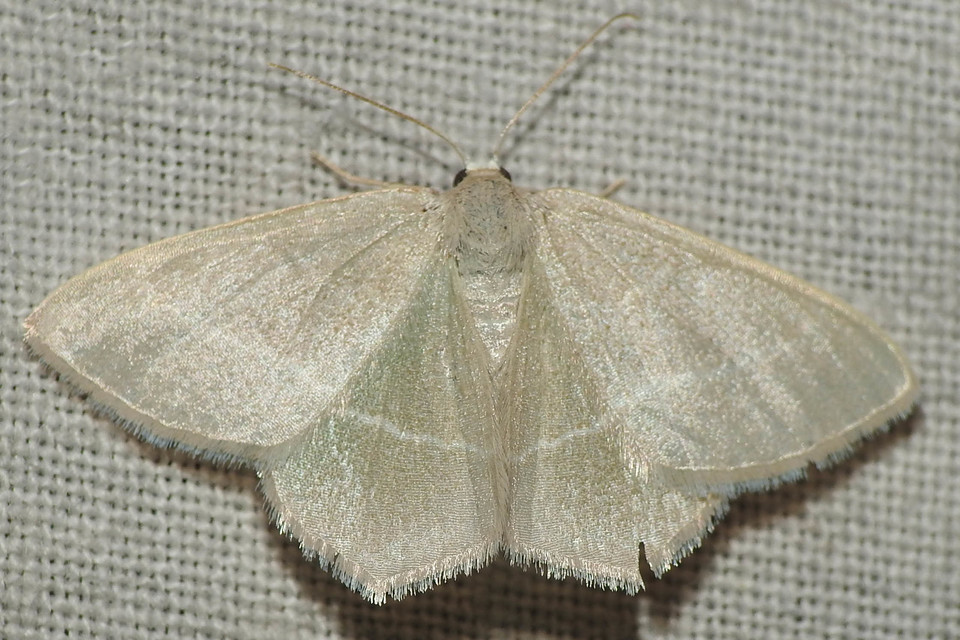 Chlorissa viridata/cloraria
