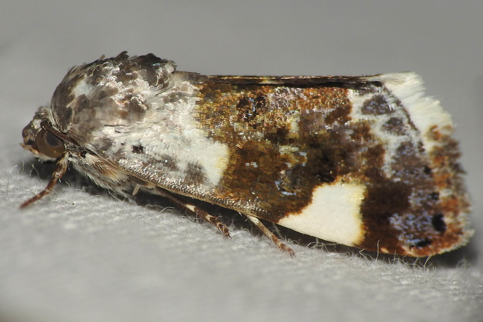 Acontia lucida - fehér nappalibagoly
