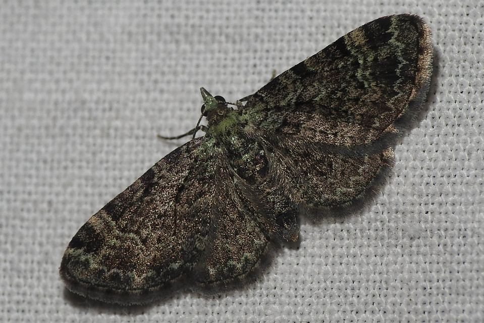 Pasiphila rectangulata - almavirág-araszoló