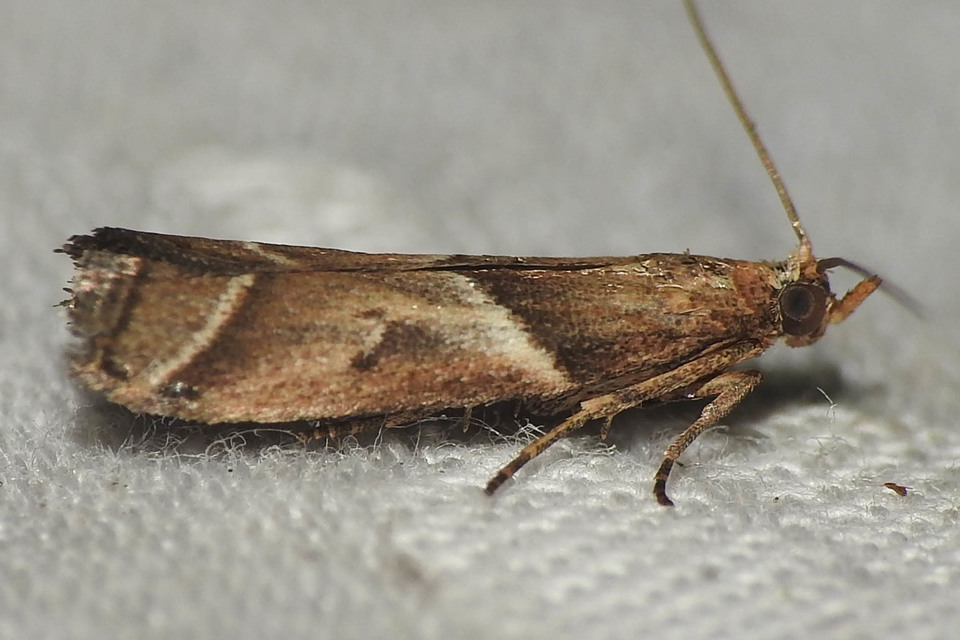 Nyctegretis lineana - agátszínű karcsúmoly