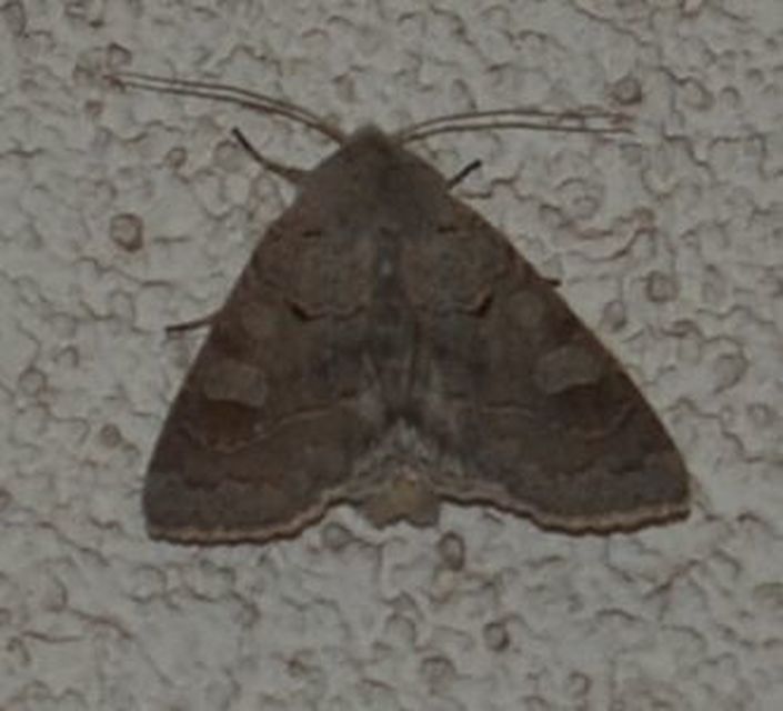 Ammoconia caecimacula - szürke őszibagoly