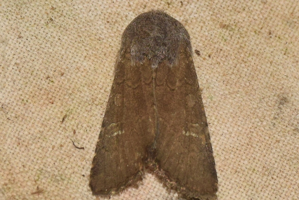 Aporophyla lutulenta - sziki őszibagoly