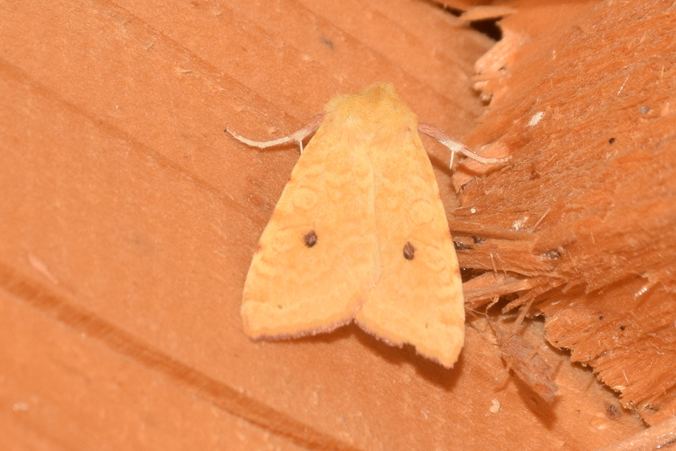 Cirrhia icteritia - nyárfa-sárgabagoly