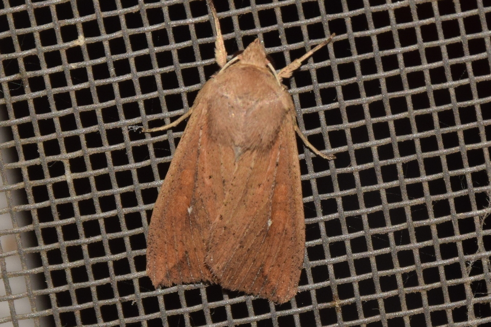 Mythimna unipuncta - hordabagoly