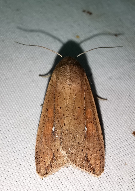 Mythimna unipuncta - hordabagoly