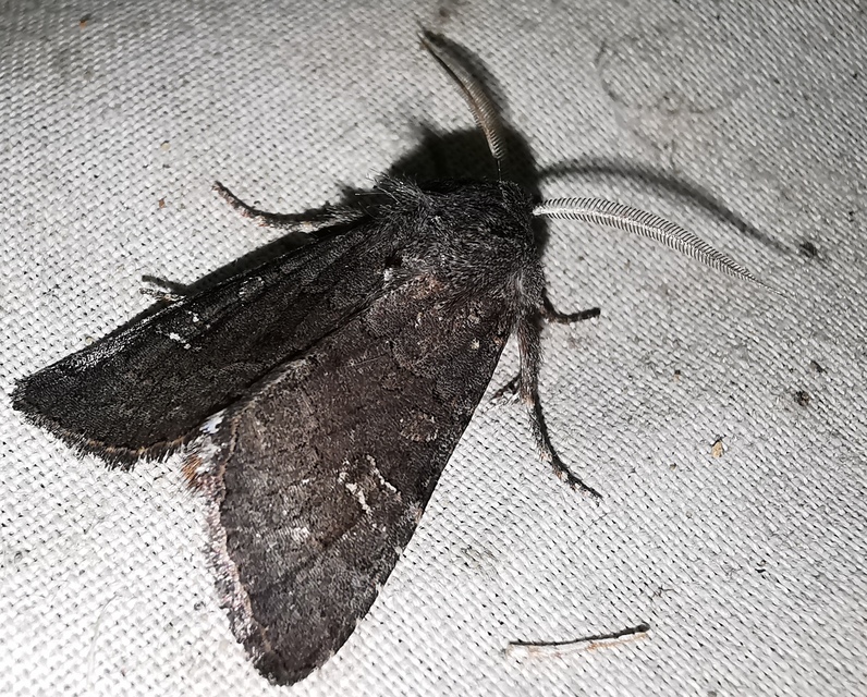 Aporophyla lutulenta - sziki őszibagoly