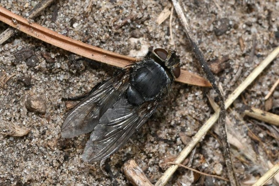 Pollenia
