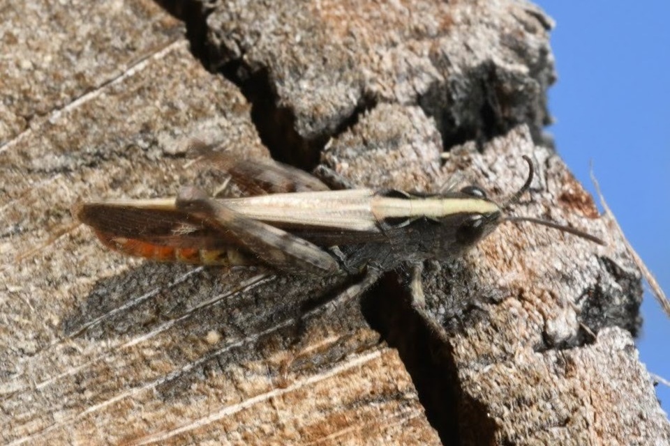 Omocestus rufipes - vöröshasú tarlósáska
