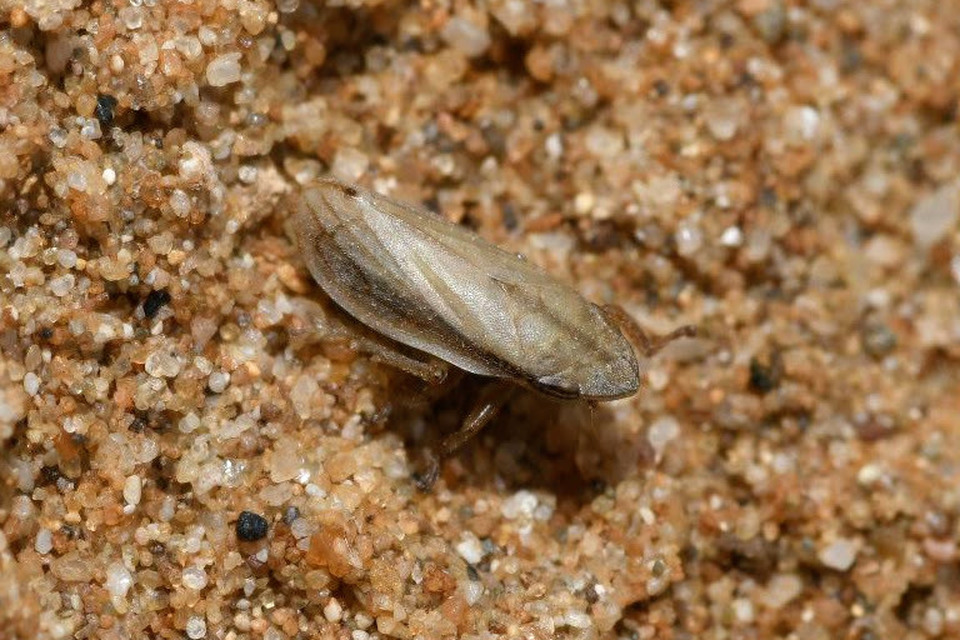 Neophilaenus