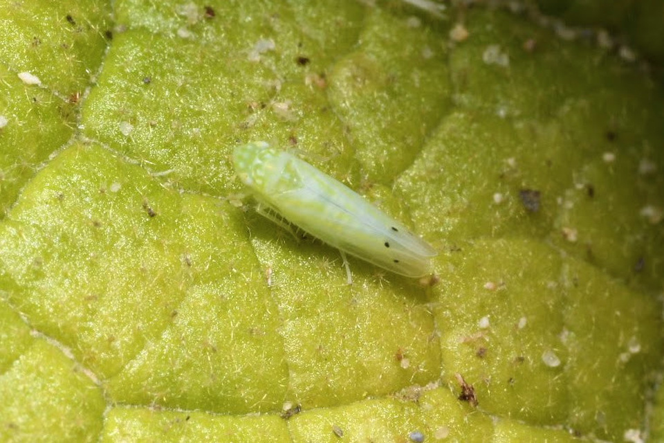 Micantulina stigmatipennis