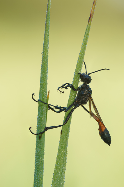Ammophila sabulosa - homoki hernyóölődarázs