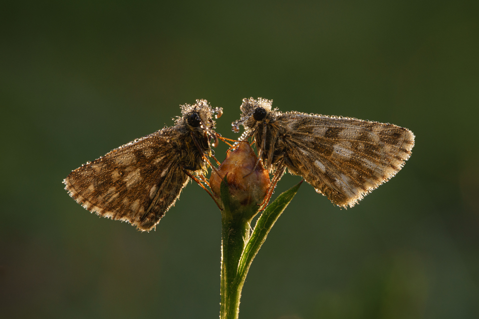 Pyrgus armoricanus - feles busalepke