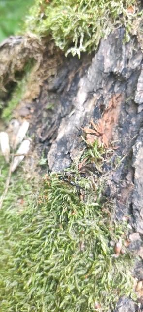 Camponotus tergestinus - sárgalábú lóhangya