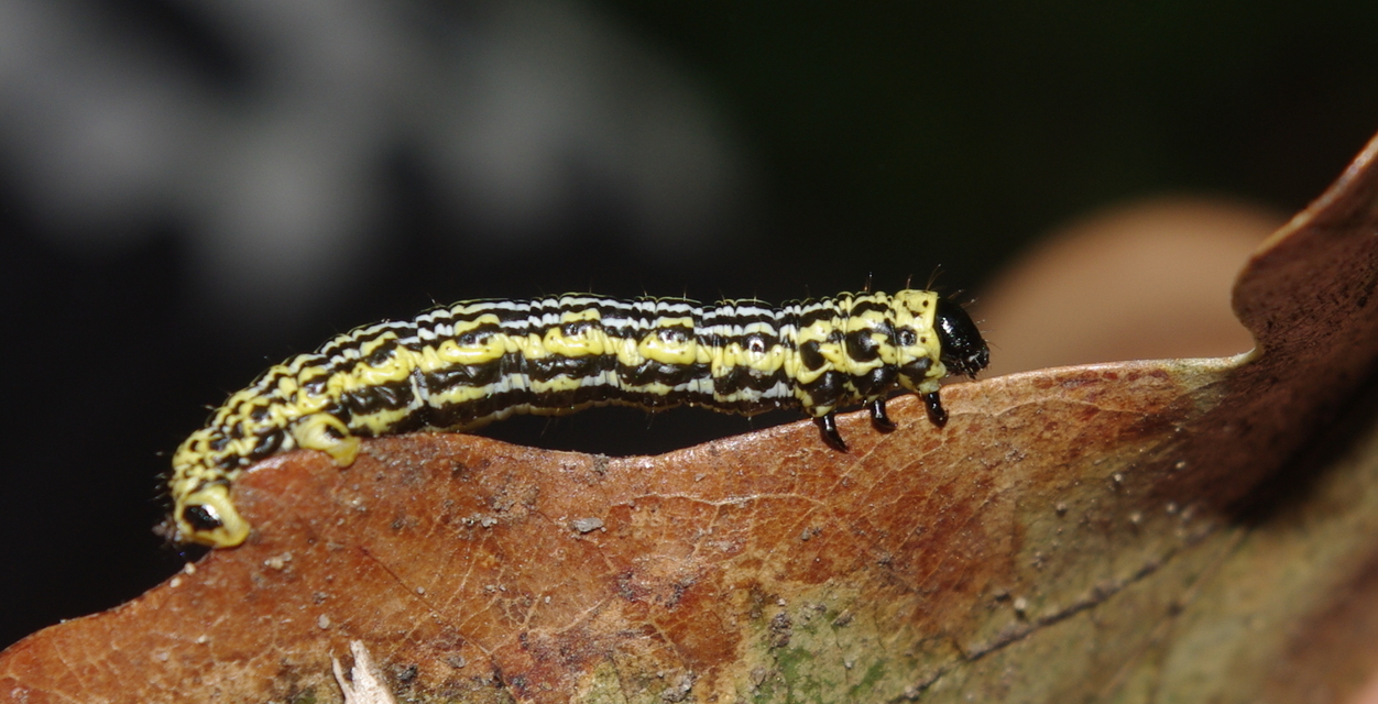 Abraxas sylvata - sárgafoltos araszoló
