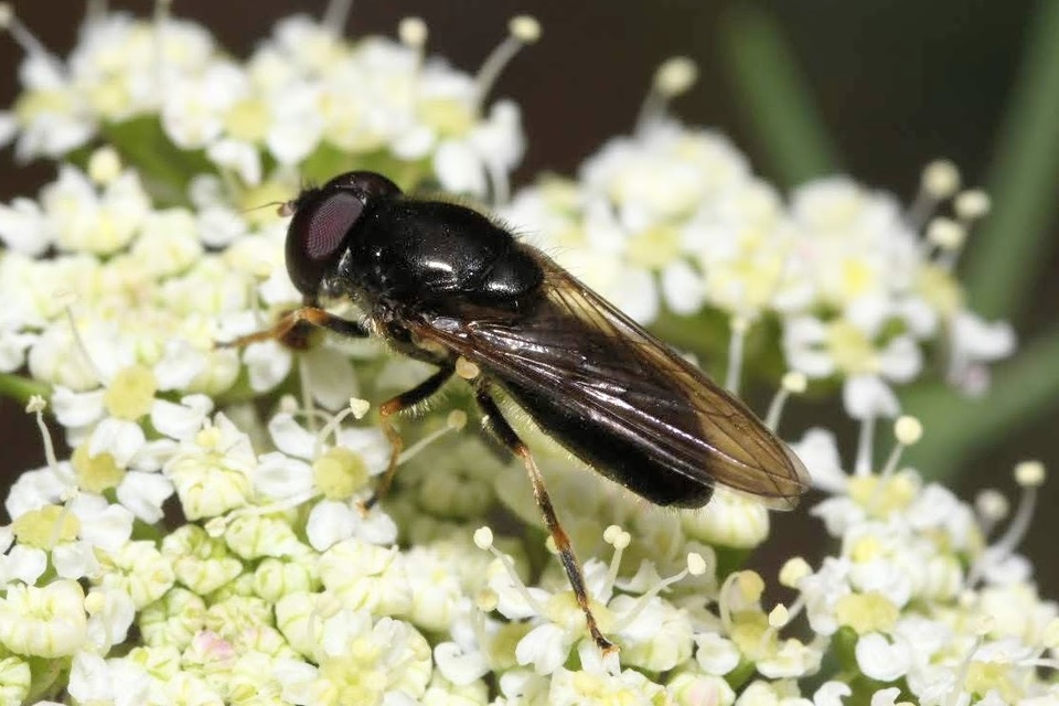 Cheilosia
