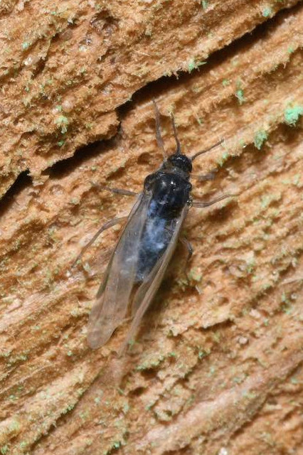 Aphididae - valódi levéltetvek