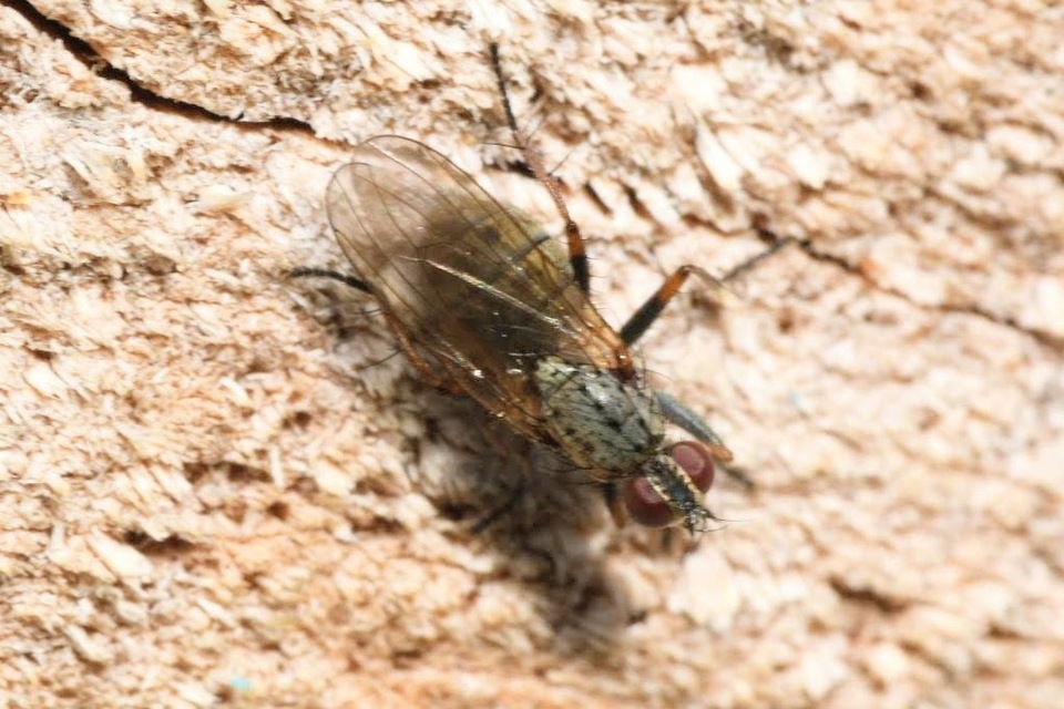 Coenosia tigrina