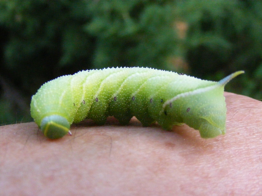 Smerinthus ocellatus - esti pávaszem