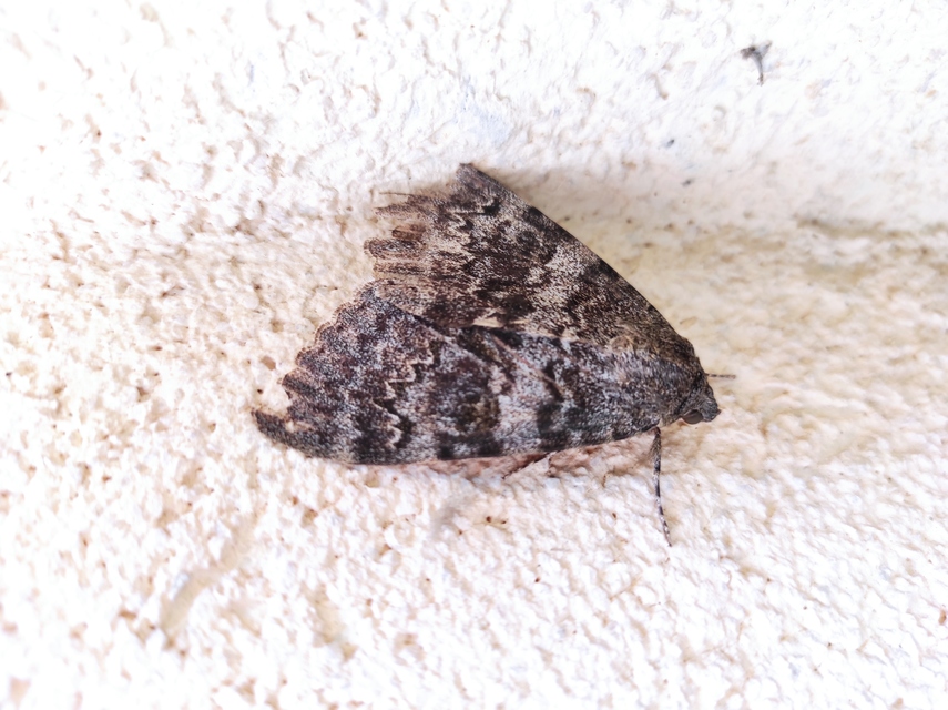 Catocala elocata - közönséges övesbagoly