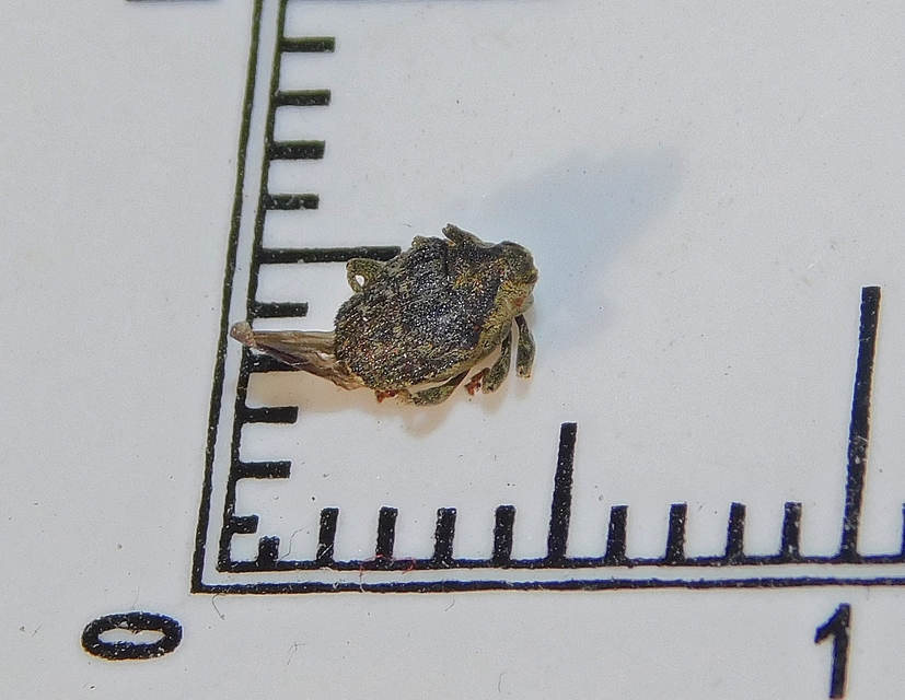 Parethelcus pollinarius - csalánporzó ormányos