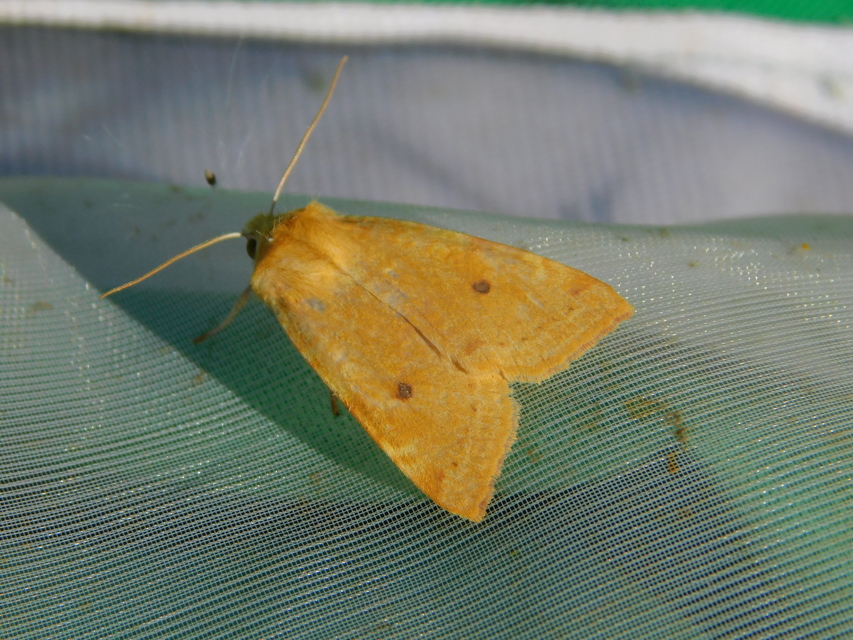 Cirrhia icteritia - nyárfa-sárgabagoly