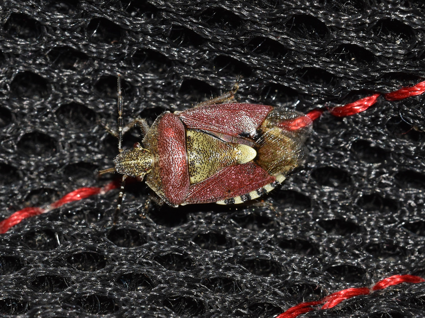 Dolycoris baccarum - közönséges bogyómászó-poloska