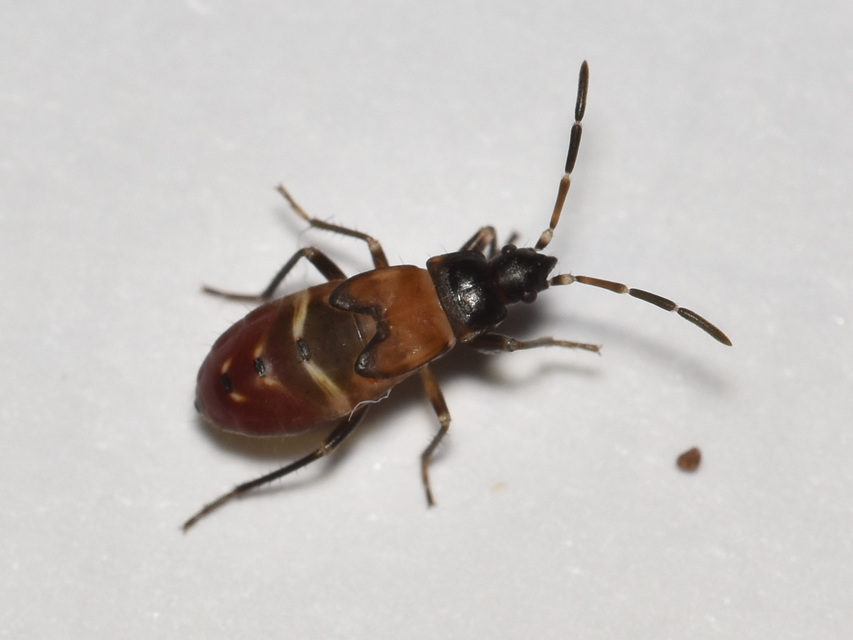 Raglius alboacuminatus - tarka díszesbodobács