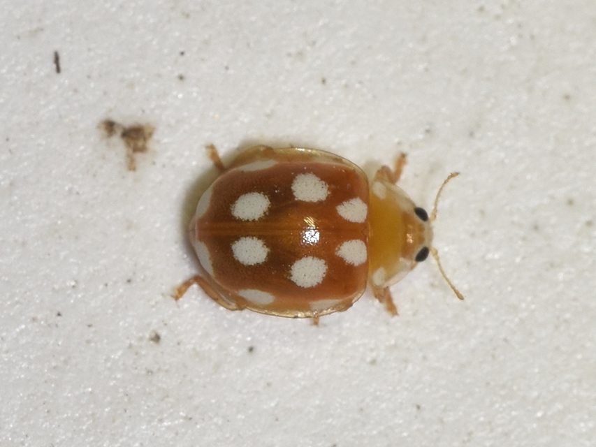 Vibidia duodecimguttata - tizenkétcseppes füsskata
