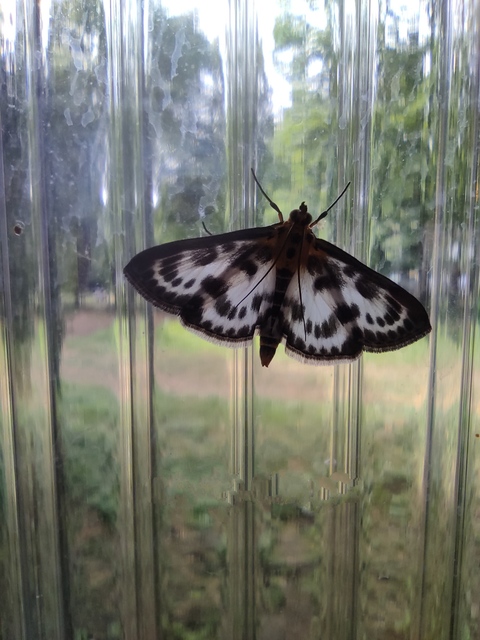 Anania hortulata - tarka csalánmoly