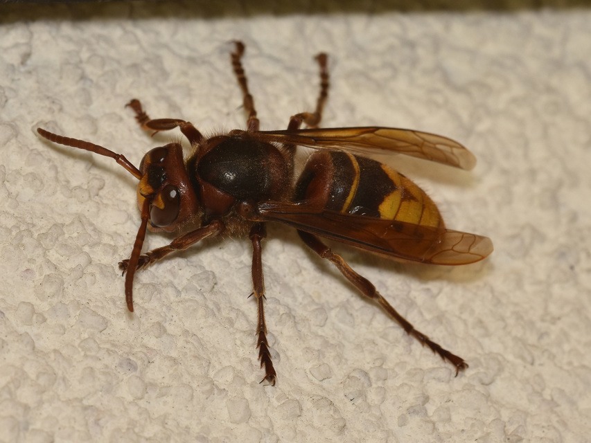 Vespa crabro - lódarázs